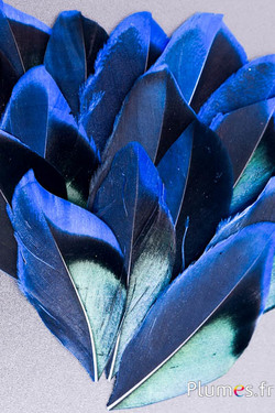 Pétales en plumes - 5-8 x 3-4 cm - bleu-noir